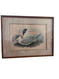 Framed Print of Cayenne Terns