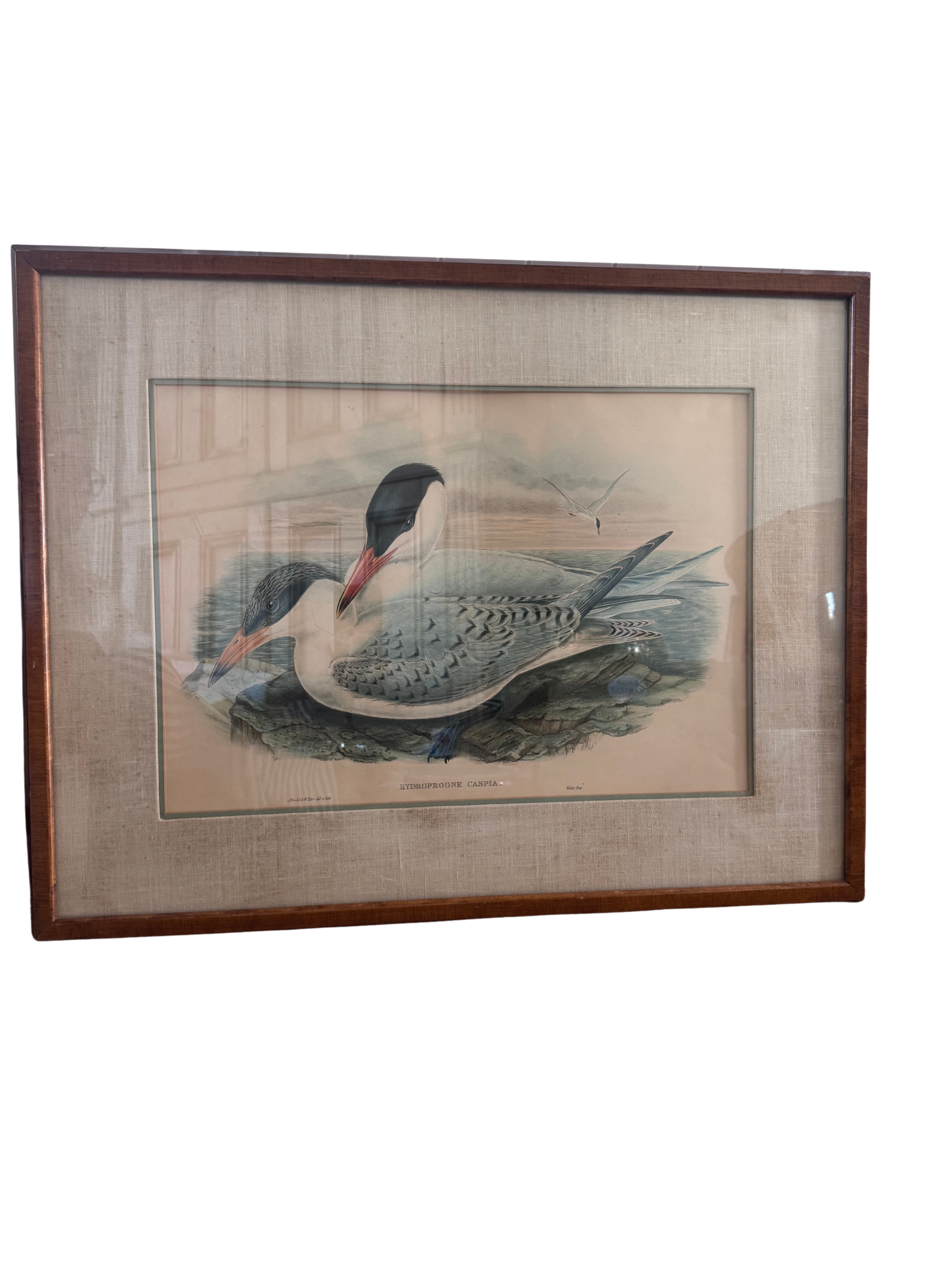 Framed Print of Cayenne Terns